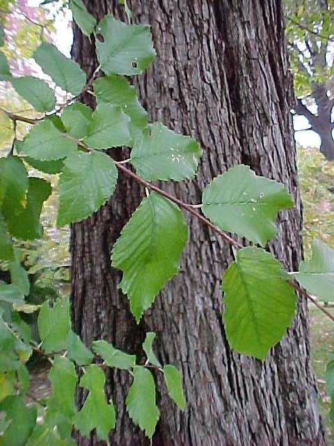 American elm (Ulmus americana) 1 American elm (Ulmus americana)