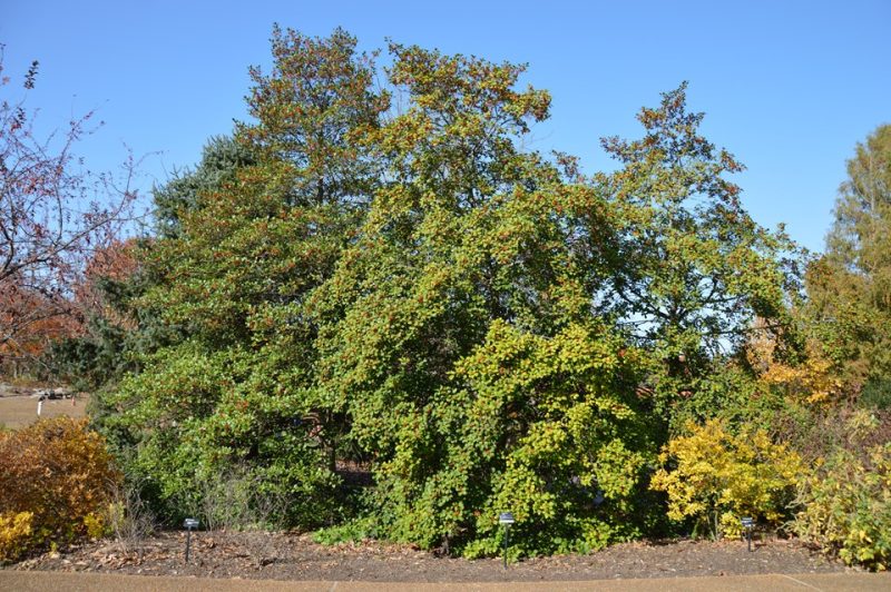 American holly (Ilex opaca)