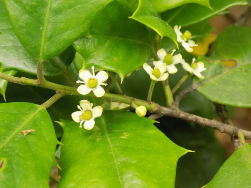 American holly (Ilex opaca 'Delia Bradley')