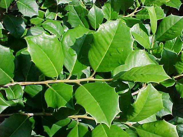 American Holly (Ilex Opaca 'Mac's Prince') 1 American holly (Ilex opaca 'Mac's Prince')