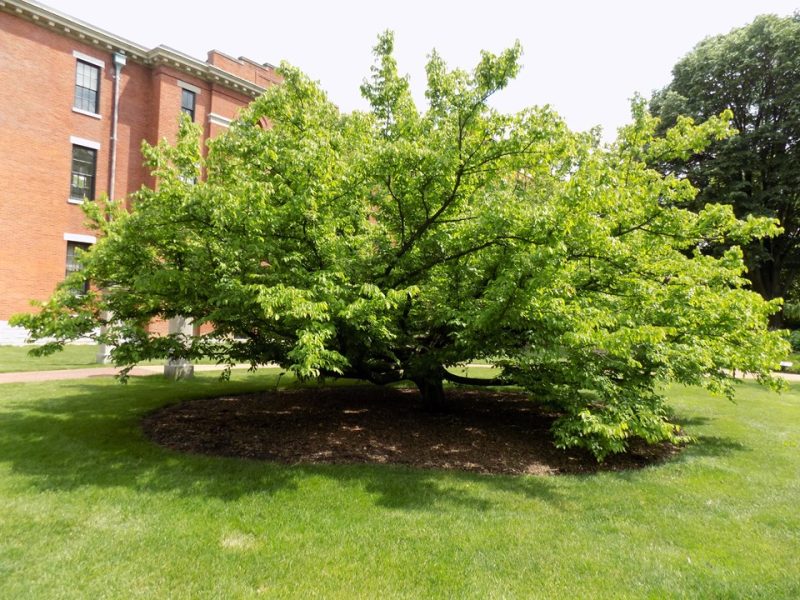 American hornbeam (Carpinus caroliniana)