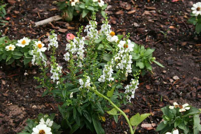 Angelonia (Angelonia angustifolia) 1 angelonia (Angelonia angustifolia)