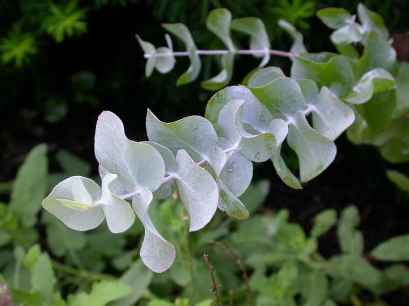 Argyle Apple (Eucalyptus cinerea) 1 argyle-apple (Eucalyptus cinerea)