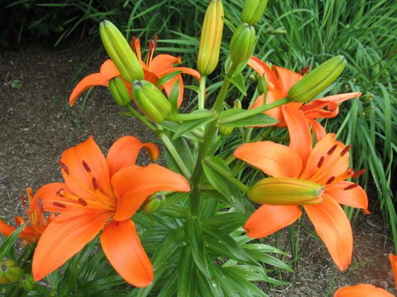 Asiatic Lily (Lilium 'Brunello') 1 Asiatic lily (Lilium 'Brunello')