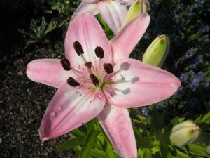 Asiatic lily (Lilium 'Vermeer')
