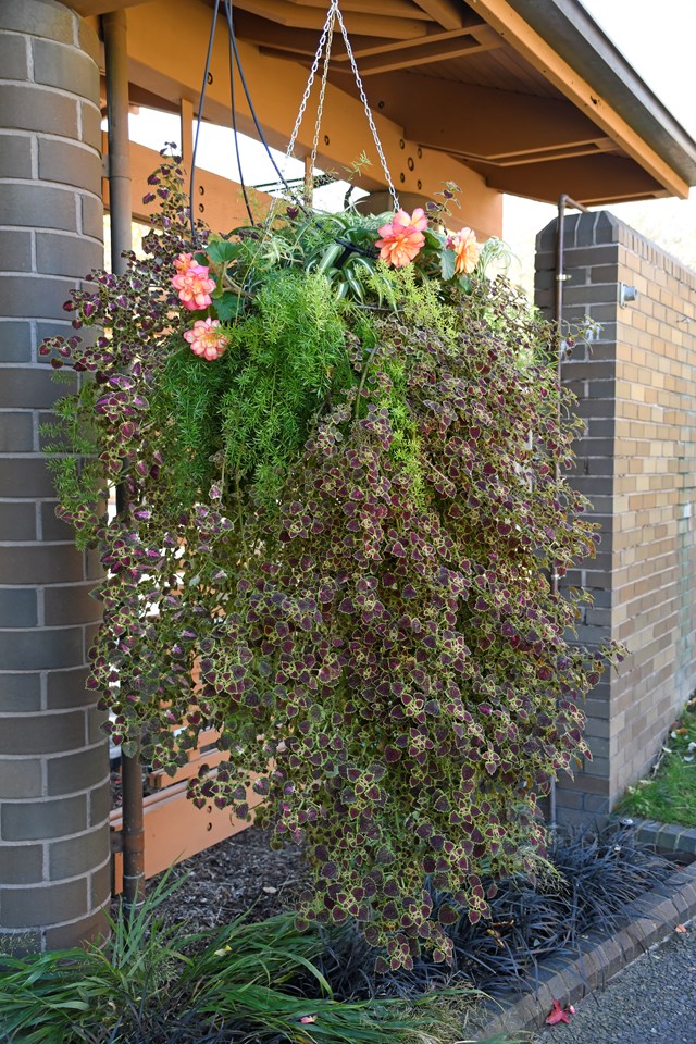 Asparagus fern (Asparagus densiflorus 'Sprengeri') 1 asparagus fern (Asparagus densiflorus 'Sprengeri')