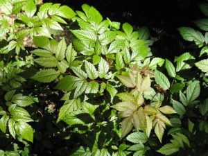 astilbe (Astilbe 'Radius')