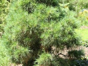 Austrian pine (Pinus nigra subsp. laricio 'Globosa Viridis')