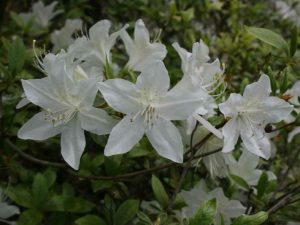 azalea (Rhododendron 'White Cascade')