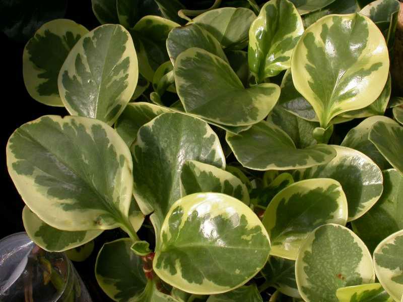 Baby rubber plant (Peperomia obtusifolia) 1 baby rubber plant (Peperomia obtusifolia)