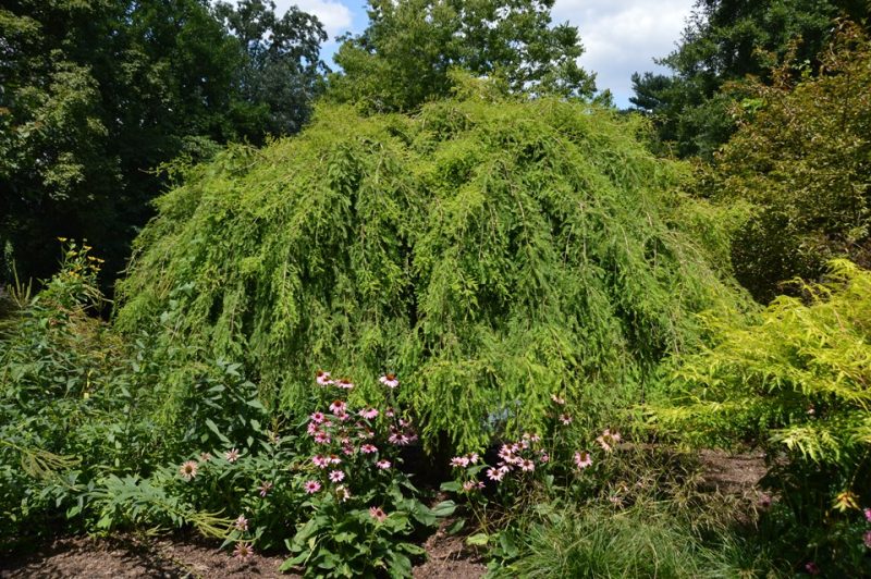 bald cypress (Taxodium distichum 'Cascade Falls')