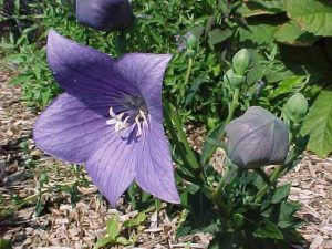 balloon flower (Platycodon grandiflorus 'Astra Blue')