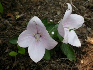 balloon flower (Platycodon grandiflorus 'Astra Pink')