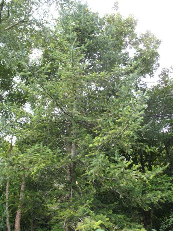 Balsam fir (Abies balsamea) 1 balsam fir (Abies balsamea)