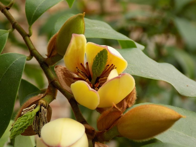 banana magnolia (Magnolia figo)