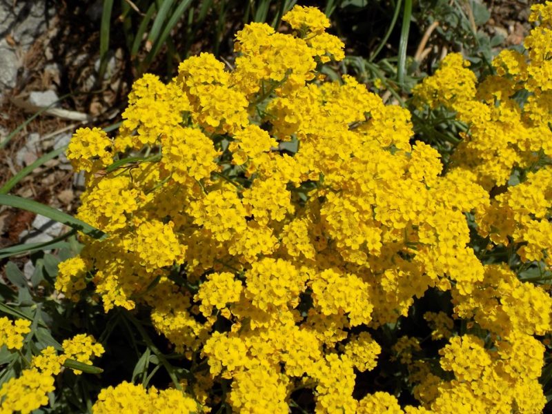 basket of gold (Aurinia saxatilis 'Gold Dust')