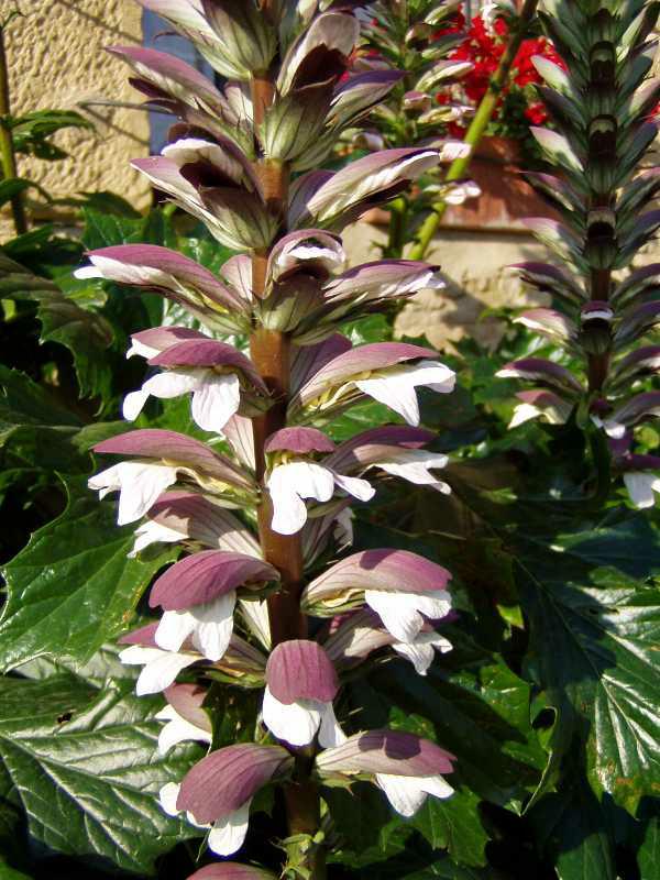 Bear's breeches (Acanthus mollis) 1 bear's breeches (Acanthus mollis)