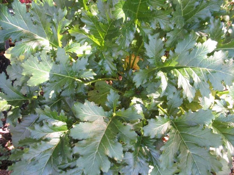 bear's breeches (Acanthus 'Summer Beauty')