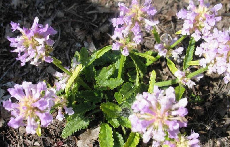 betony (Stachys spathulata)