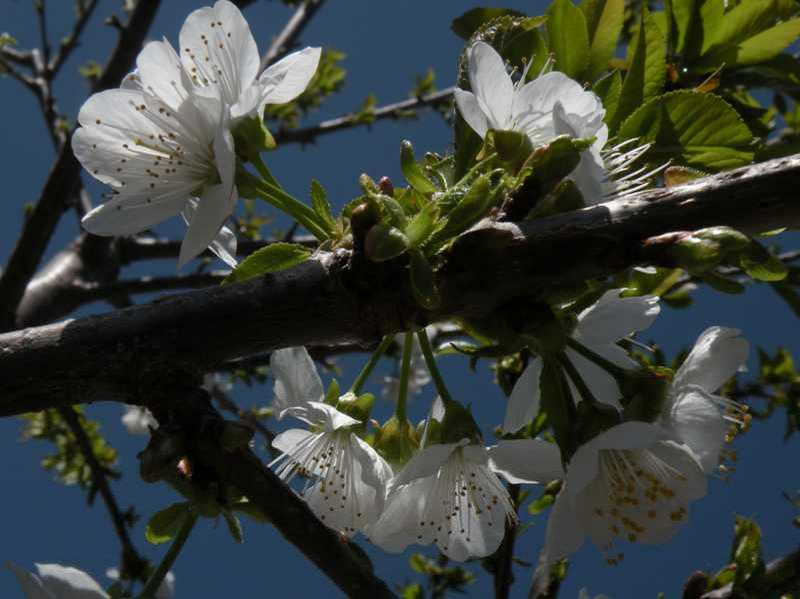 Bird Cherry (Prunus Avium 'Lapins' Starkrimson Sweet) 1 bird cherry (Prunus avium 'Lapins' STARKRIMSON SWEET)