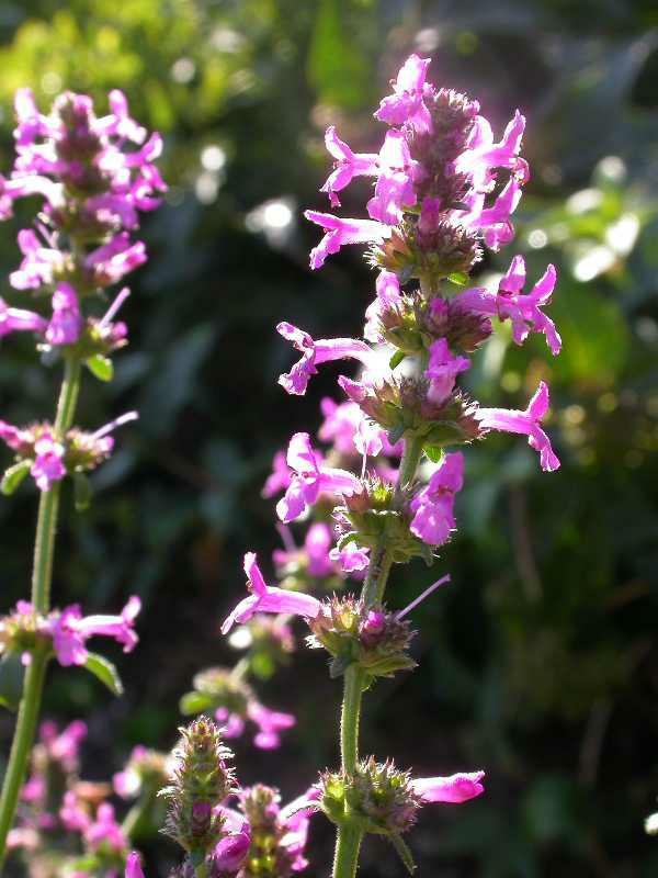 Bishop's Wort (Stachys Officinalis) 1 bishop's wort (Stachys officinalis)