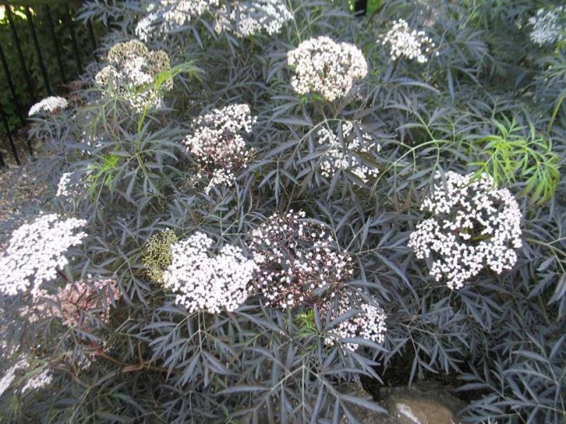 black elder (Sambucus nigra 'Eva' BLACK LACE)