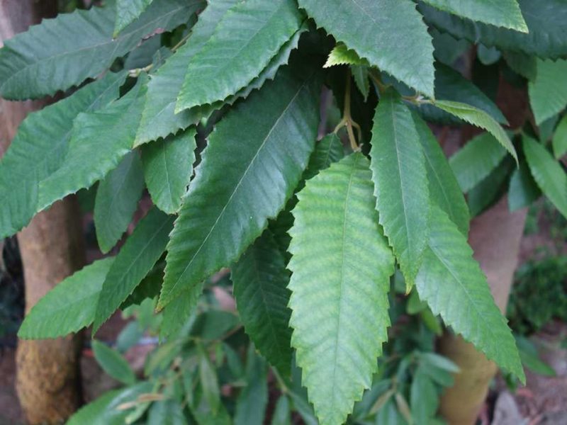 black wattle (Callicoma serratifolia)