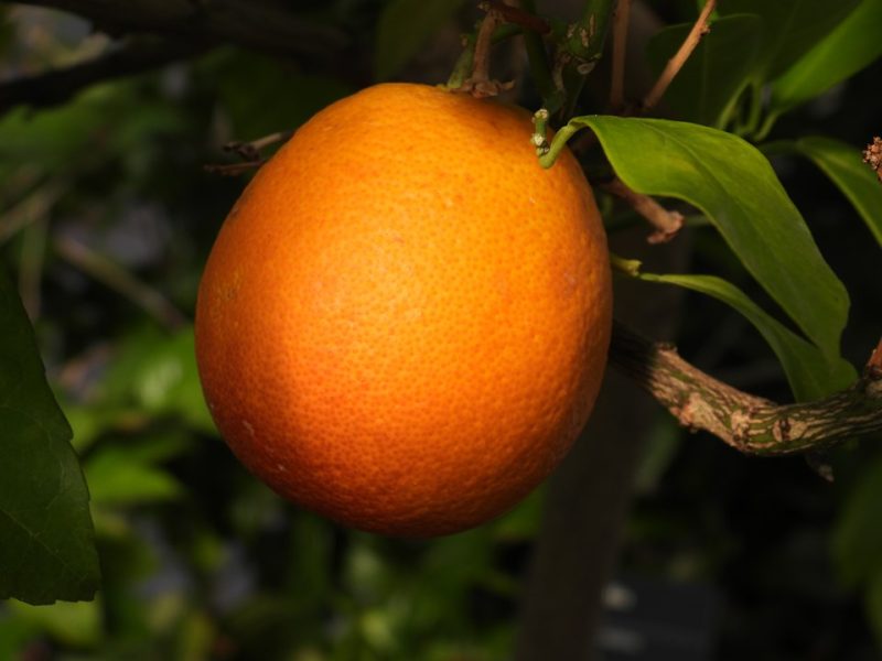 blood orange (Citrus × sinensis 'Moro')