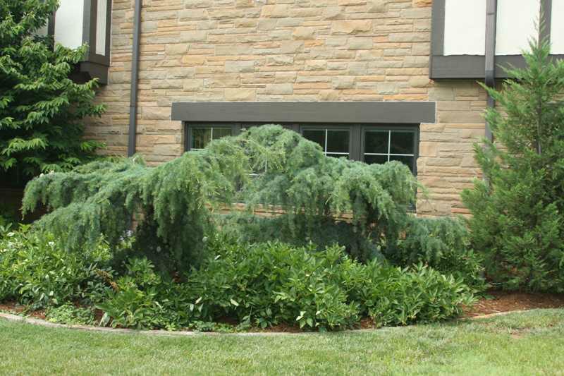 Blue atlas cedar (Cedrus atlantica (Glauca Group) 'Glauca Pendula') 1 blue atlas cedar (Cedrus atlantica (Glauca Group) 'Glauca Pendula')