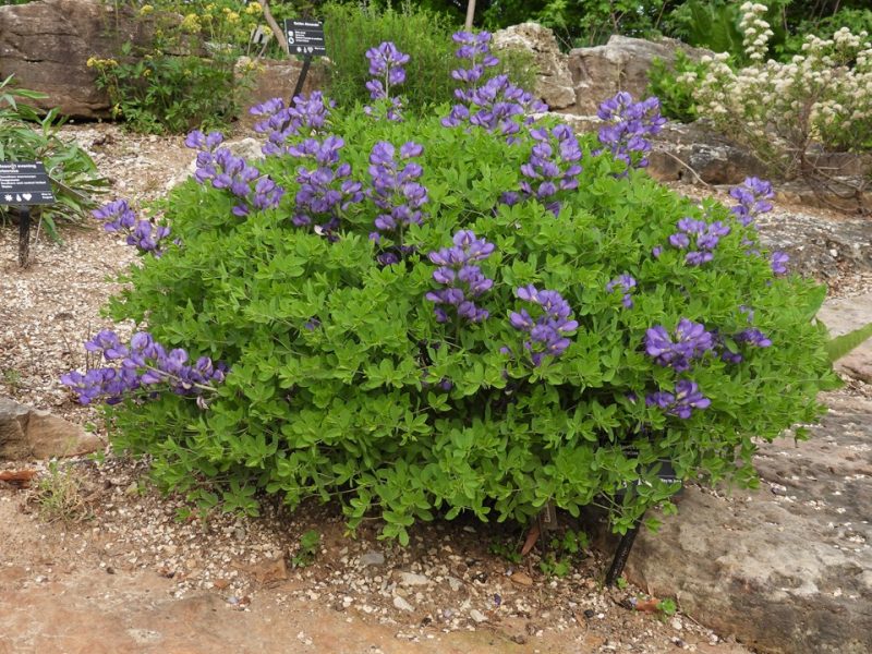 blue false indigo (Baptisia australis var. minor)
