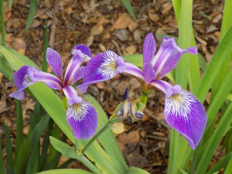 blue flag (Iris versicolor)