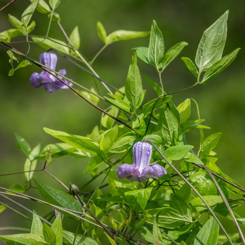 blue jasmine (Clematis crispa)
