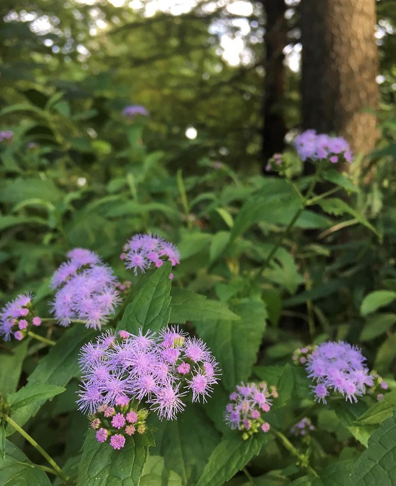Blue mistflower (Conoclinium coelestinum) 1 blue mistflower (Conoclinium coelestinum)