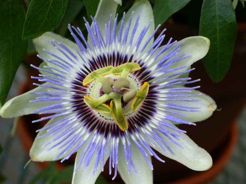 Blue passionflower (Passiflora caerulea) 1 blue passionflower (Passiflora caerulea)