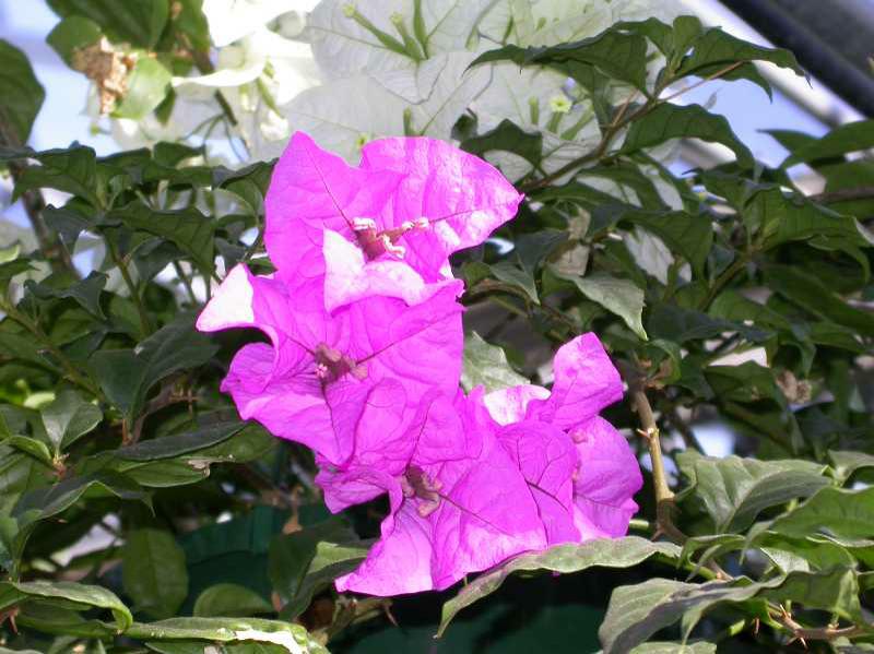 Bougainvillea (Bougainvillea (Group)) 1 bougainvillea (Bougainvillea (group))