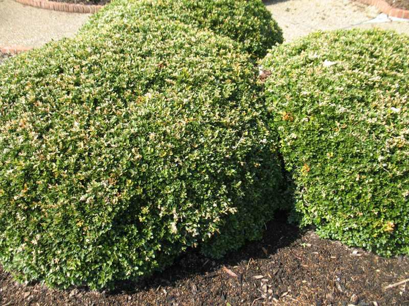 Boxwood (Buxus microphylla 'Green Pillow') 1 boxwood (Buxus microphylla 'Green Pillow')