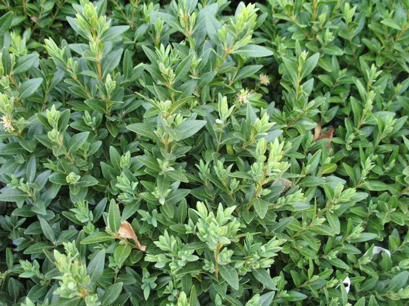 Boxwood (Buxus Sempervirens 'Myrtifolia') 1 boxwood (Buxus sempervirens 'Myrtifolia')