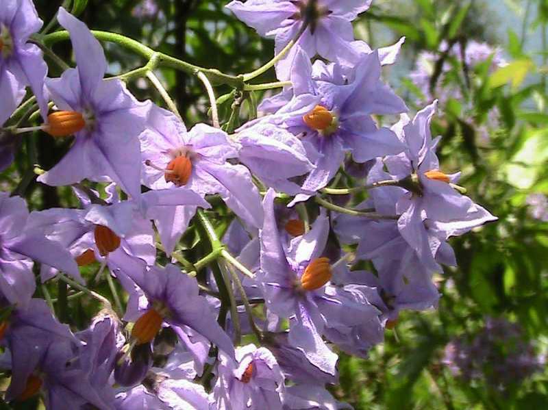 Brazilian Nightshade (Solanum Seaforthianum) 1 Brazilian nightshade (Solanum seaforthianum)