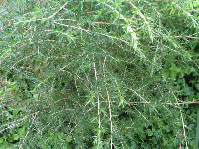 Broom tea tree (Leptospermum scoparium) 1 broom tea tree (Leptospermum scoparium)