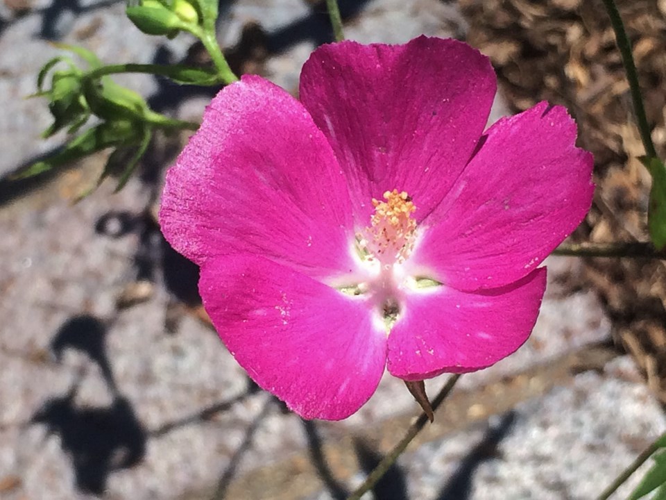 Bush's Poppy Mallow (Callirhoe Bushii) 1 Bush's poppy mallow (Callirhoe bushii)