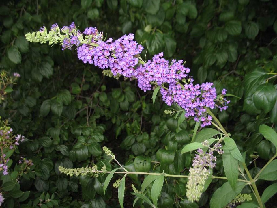 Butterfly bush (Buddleja davidii) 1 butterfly bush (Buddleja davidii)