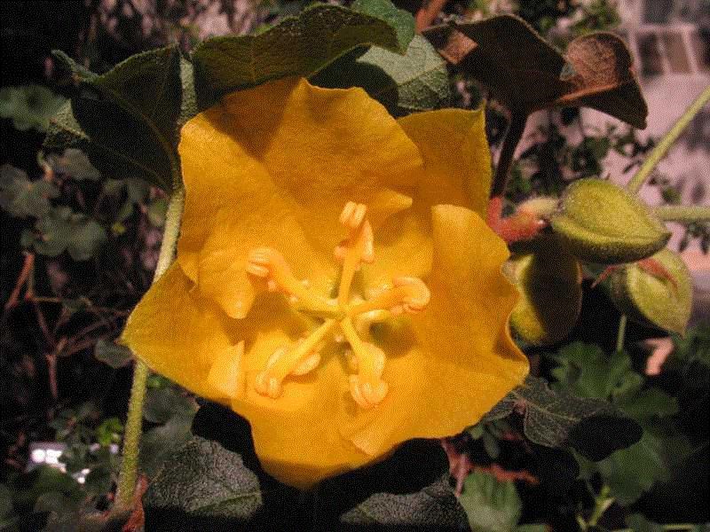California flannelbush (Fremontodendron californicum) 1 California flannelbush (Fremontodendron californicum)