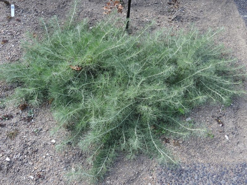 California sagebrush (Artemisia californica 'Canyon Gray')
