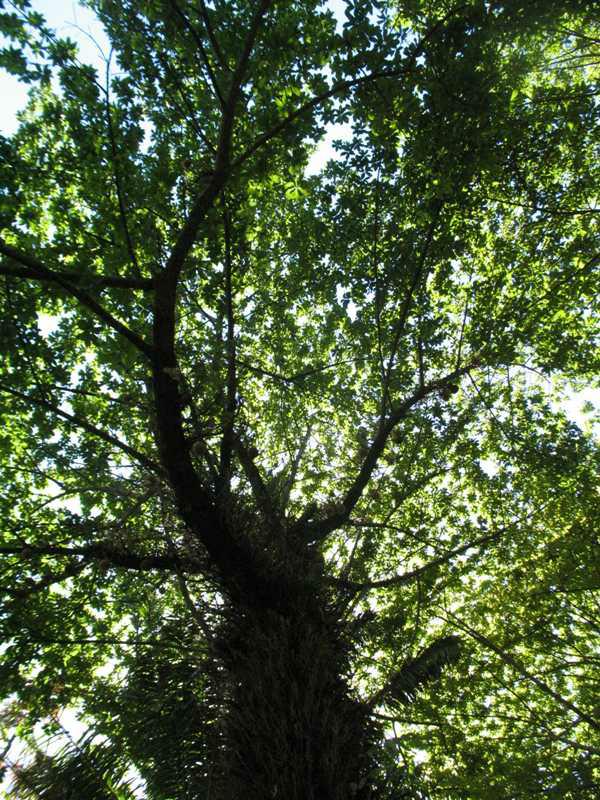 Cannonball tree (Couroupita guianensis) 1 cannonball tree (Couroupita guianensis)