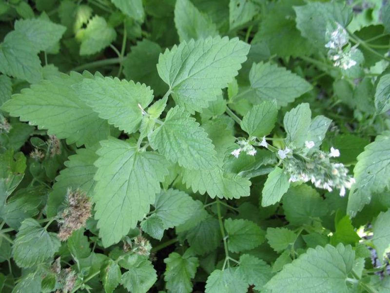 catnip (Nepeta cataria)