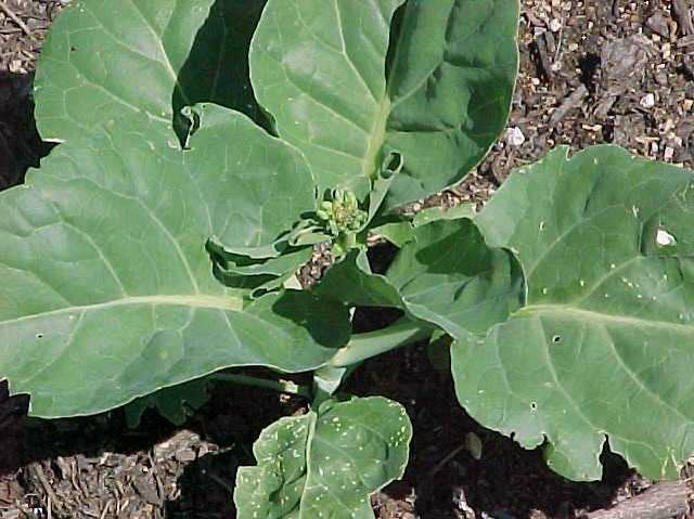 Romanesco broccoli / cauliflower (Brassica oleracea (Botrytis Group)) 1 Romanesco broccoli / cauliflower (Brassica oleracea (Botrytis Group))