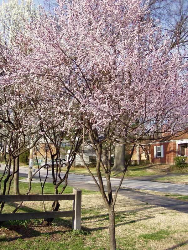 Cherry Plum (Prunus cerasifera) 1 cherry plum (Prunus cerasifera)