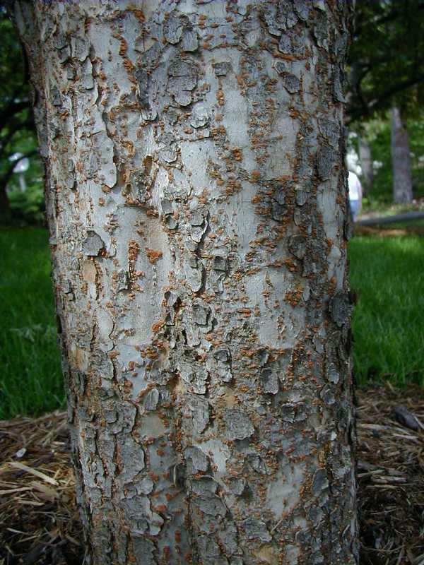 Chinese elm (Ulmus parvifolia) 1 Chinese elm (Ulmus parvifolia)