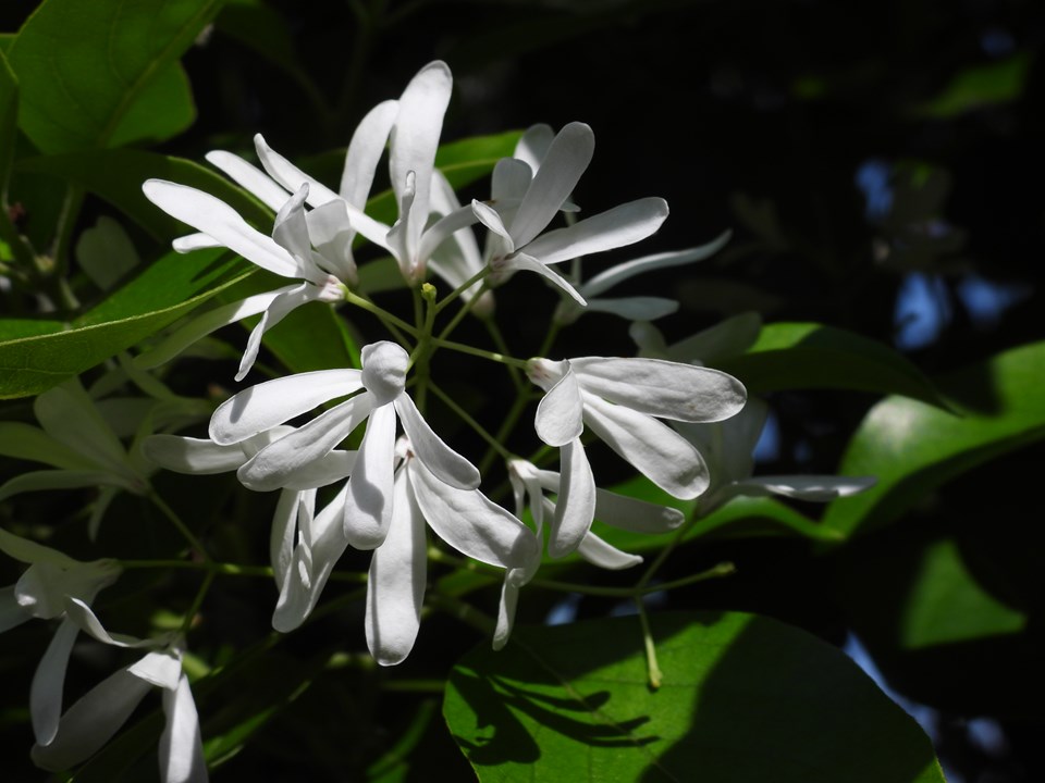 Chinese fringe tree (Chionanthus retusus 'Tokyo Tower') 1 Chinese fringe tree (Chionanthus retusus 'Tokyo Tower')