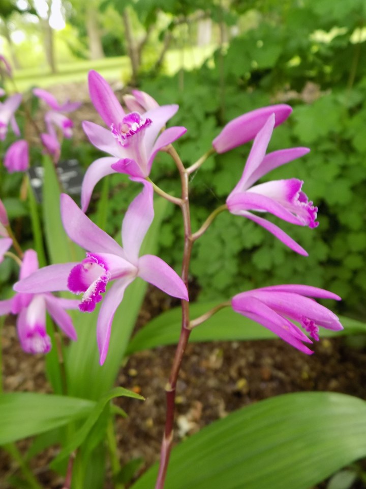 Chinese ground orchid (Bletilla striata) 1 Chinese ground orchid (Bletilla striata)